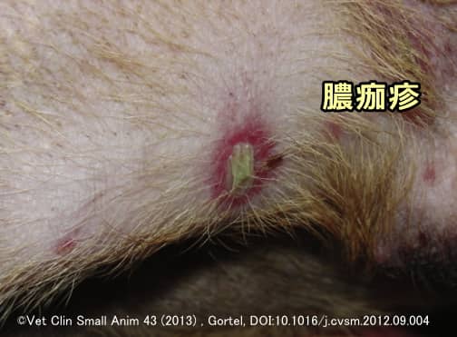 犬の表在性膿皮症の一種「膿痂疹」