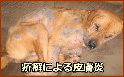 犬の疥癬～皮膚を穿孔しながら進むため、広範囲にわたって激しいかゆみと炎症を引き起こす