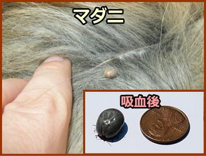 犬のマダニ症～米粒ほどのマダニが吸血すると、10円玉程度にまで肥大する
