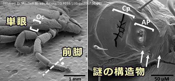 ダニの前脚には赤外線の感知と関係があるらしい未知の器官がある