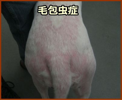 犬の毛包虫症～皮脂腺の多い部分に多発する