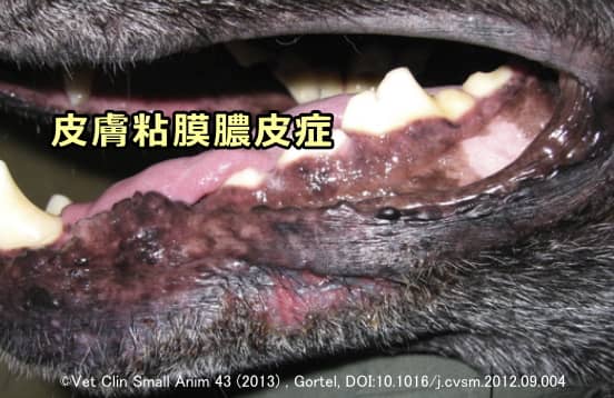 犬の表在性膿皮症の一種「皮膚粘膜膿皮症」