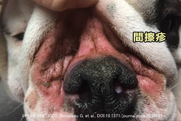 犬の表面性膿皮症の一種「皮膚皺襞膿皮症」（間擦疹）