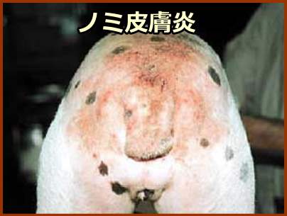 犬のノミ皮膚炎