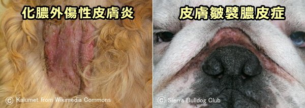 犬の膿皮症 症状 原因から治療 予防法まで皮膚病を知る 子犬のへや