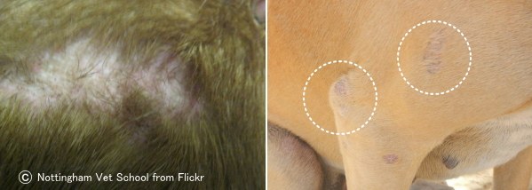 犬の白癬～通称「リングワーム」とも呼ばれる円形の脱毛が最大の特徴