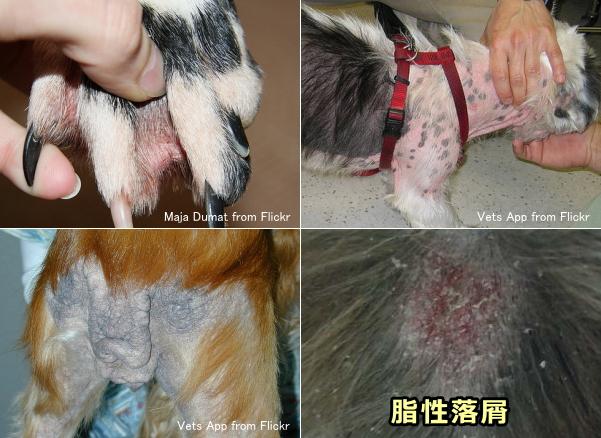 犬の脂漏症 脂漏性皮膚炎 マラセチア皮膚炎 症状 原因から治療 予防法まで皮膚病を知る 子犬のへや