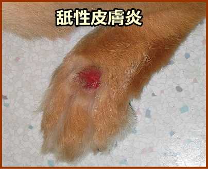 犬の舐性皮膚炎～前足を繰り返し舐めることで毛が抜け落ち、皮下組織が露出している