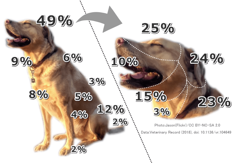 犬のマダニ症 症状 原因から治療 予防法まで皮膚病を知る 子犬のへや