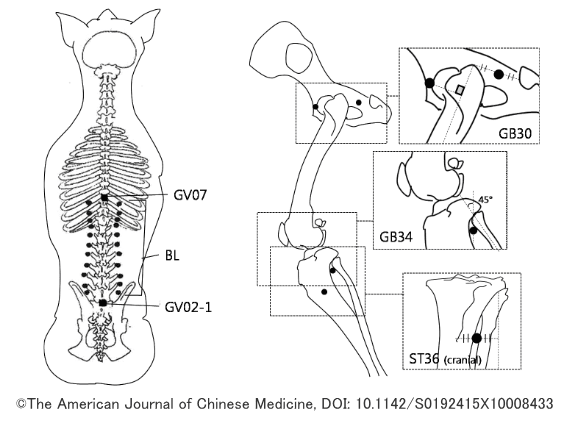 犬の椎間板に対して行われる鍼治療と経穴の模式図