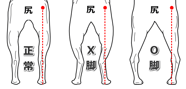 犬の下肢アライメント～正常とO脚・X脚の比較図