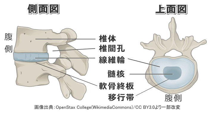 脊柱の解剖図