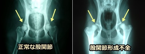 犬の正常な股関節と形成不全を起こした股関節の、レントゲン写真比較