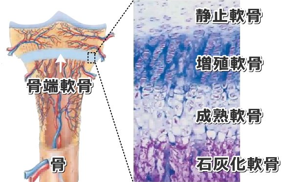 犬の骨軟骨異形成 小人症 症状 原因から治療法まで筋骨格系の病気を知る 子犬のへや