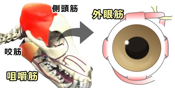 犬の咀嚼筋と外眼筋の模式図