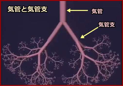 気管と気管支の位置関係