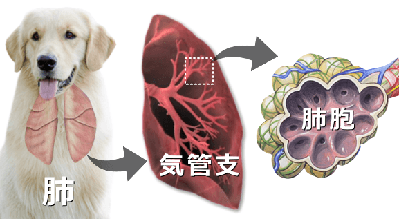 肺と肺胞の模式図