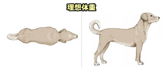 犬のボディコンディションスコア（BCS）・理想体重