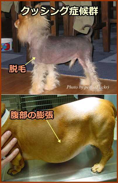 犬のクッシング症候群～左右対称性の脱毛、および腹部の膨張が視認できる