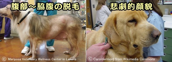 犬の甲状腺機能低下症（粘液水腫）に特徴的な悲劇的顔貌と脱毛の症状