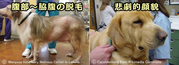 犬の甲状腺機能低下症 症状 原因から治療 予防法まで内分泌系の病気を知る 子犬のへや