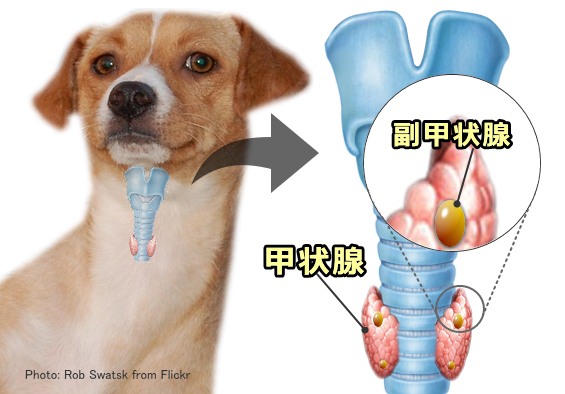 犬の甲状腺と副甲状腺（上皮小体）の位置関係