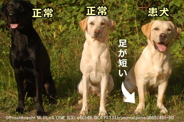 犬における不均衡ドワーフィズムの典型像