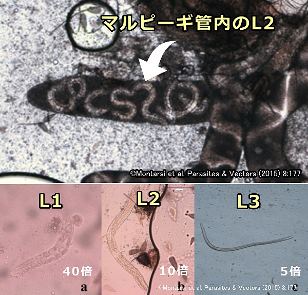 ミクロフィラリアは蚊のマルピーギ管内部で第三期子虫（L3）まで成長する