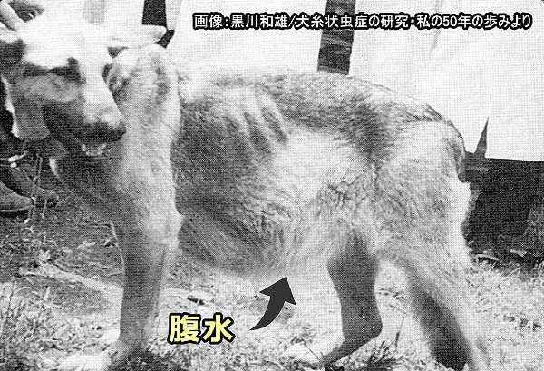重症末期のフィラリア症により腹水を示した秋田犬