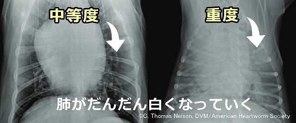 フィラリア陽性の犬ではレントゲン撮影を行った時肺の領域が白く曇る