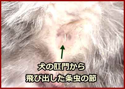 犬の肛門から頭を見せる条虫の節