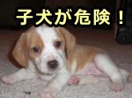 イヌ回虫症は、免疫力が弱い6ヶ月齢未満の子犬において頻発する