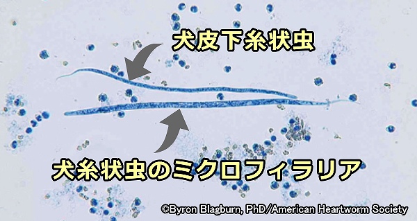 集虫法はミクロフィラリアと他の寄生虫の子虫とを見分けるときに有効