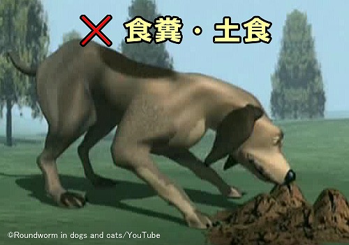 犬は糞便や土塊を食べることによって回虫に初感染してしまうケースが多い