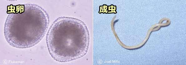 イヌ回虫の虫卵と成虫