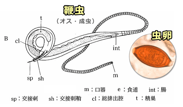 鞭虫の成虫体と虫卵