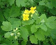 か行に属する有毒植物～写真で学ぶ猫に危険な花・葉・茎