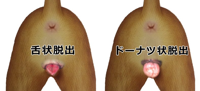 犬の膣脱～舌状脱出とドーナツ状脱出