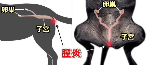 メス犬の子宮と膣の位置