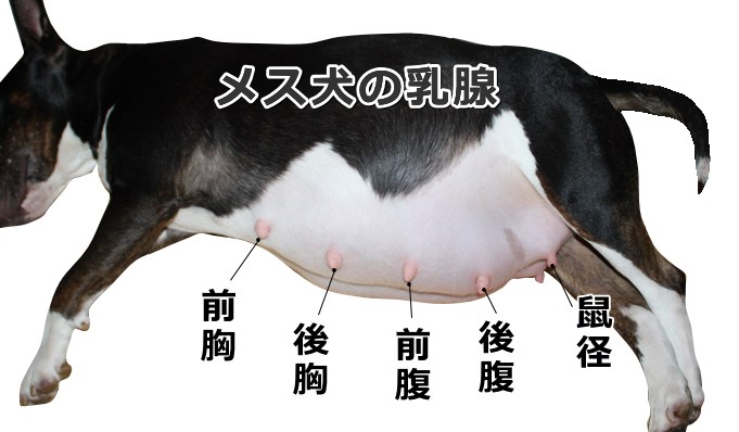 メス犬の乳腺の位置