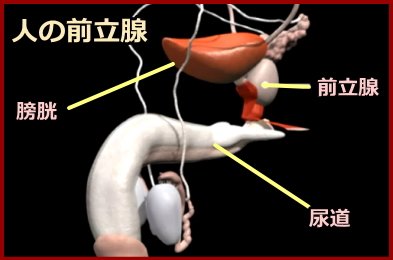 犬 の 前立腺 炎