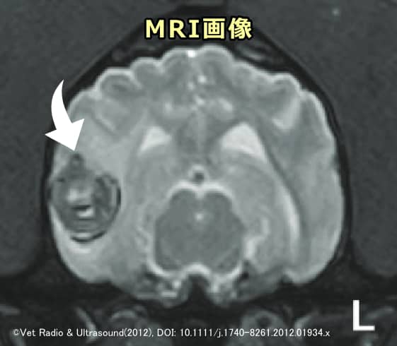 脳出血を起こした犬の右側頭葉で確認された単発出血病変