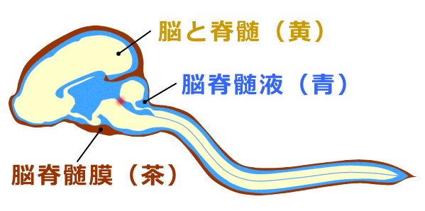 脳脊髄と脳脊髄膜、および脳脊髄液の模式図