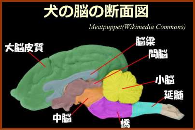 犬の脳の断面図～大脳と小脳の位置関係が一目瞭然