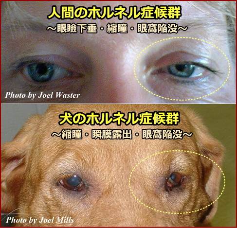 人間と犬のホルネル症候群比較写真