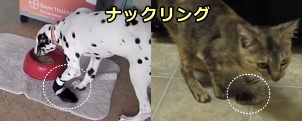 犬と猫におけるナックリング～手首の屈曲と上腕三頭筋の萎縮