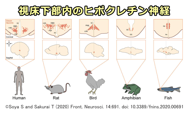 ほぼすべての脊椎動物の視床下部ではヒポクレチン（オレキシン）システムが保存されている