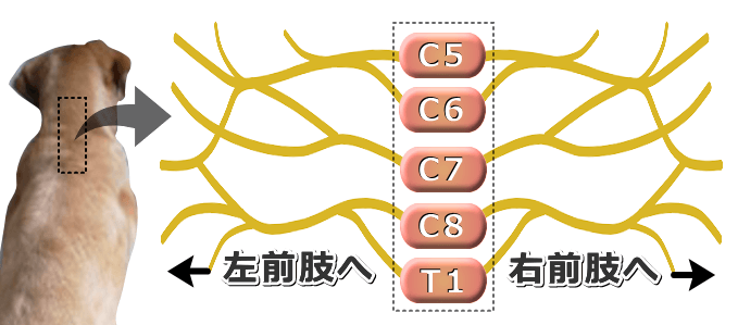 犬の腕神経叢の模式図