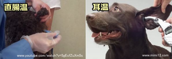 犬の体温測定～直腸式と耳式