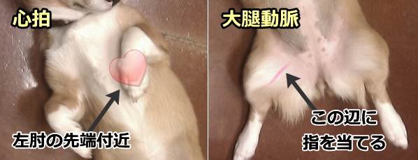 犬の心拍の数え方～心臓と大腿動脈のおおまかな位置